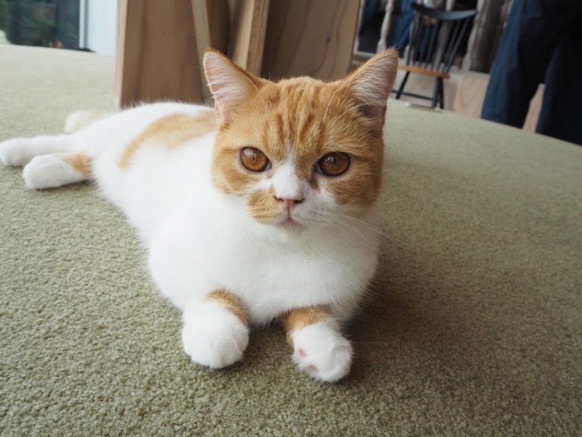 猫